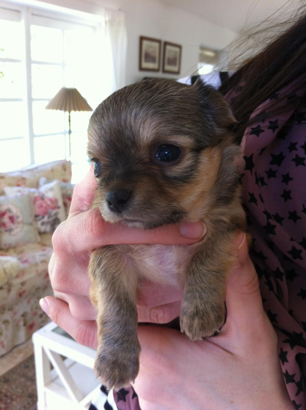 Chihuahua House Of Holtens Delicia (Ronja) - 4 uger billede 12