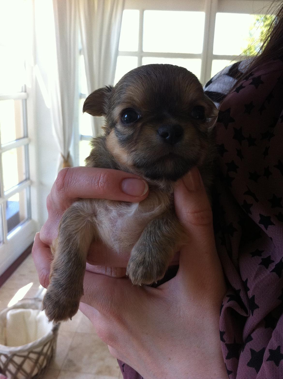Chihuahua House Of Holtens Delicia (Ronja) - 4 uger billede 11
