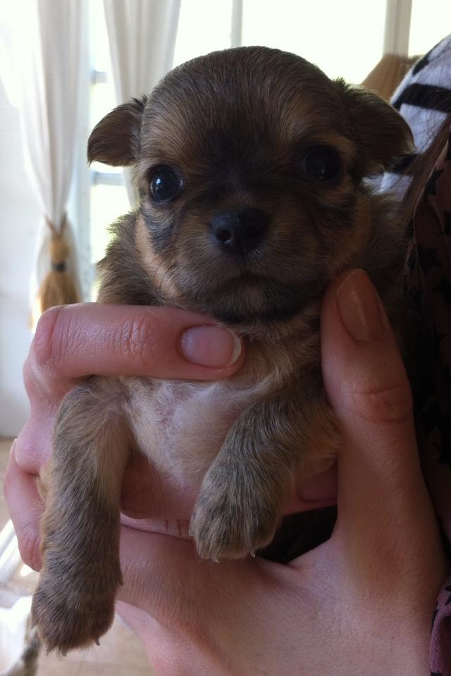 Chihuahua House Of Holtens Delicia (Ronja) - 4 uger billede 10