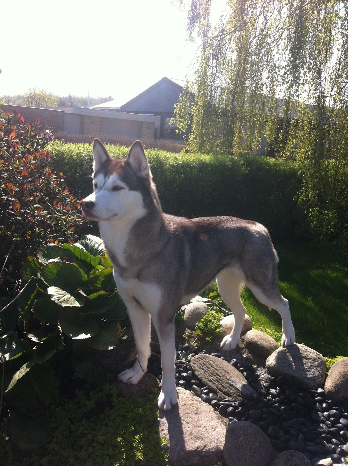 Siberian husky Ariel/Grå billede 17