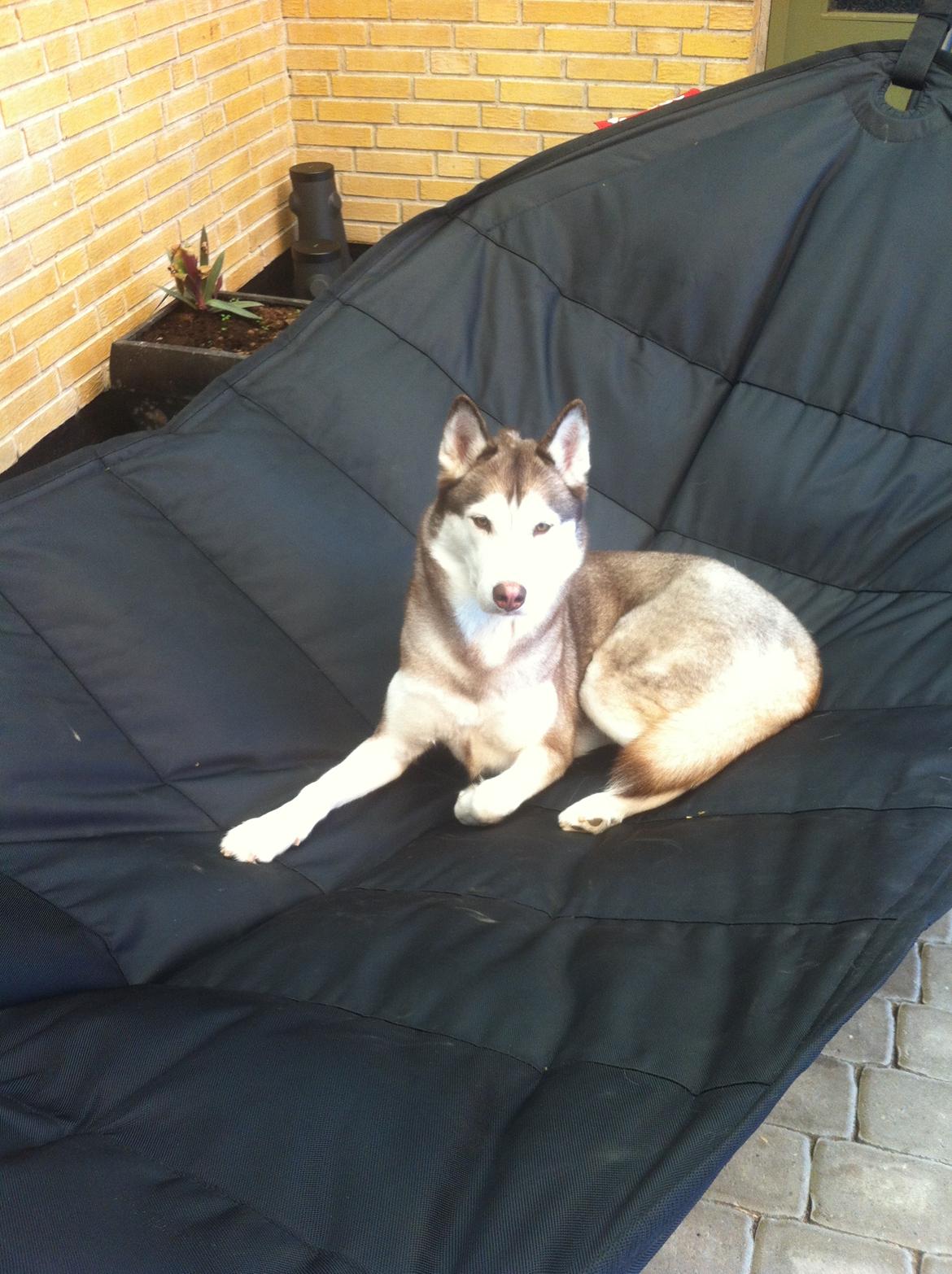 Siberian husky Ariel/Grå billede 18