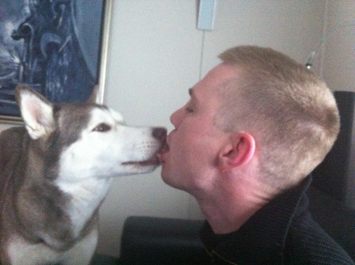 Siberian husky Ariel/Grå billede 19