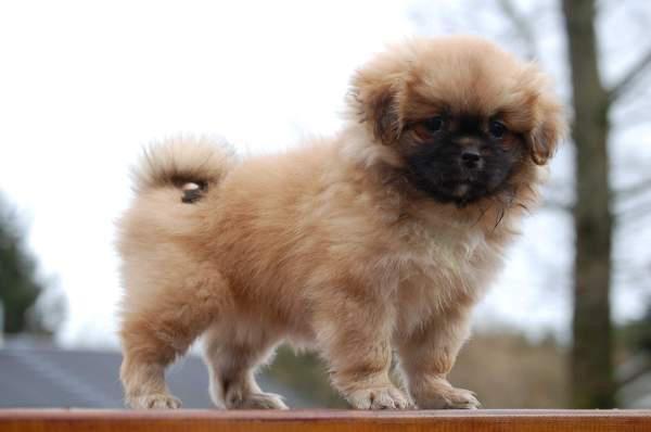 Tibetansk spaniel DK Tara af Elberget billede 1