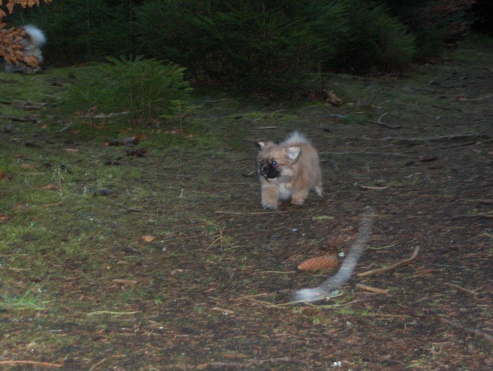 Tibetansk spaniel DK Tara af Elberget billede 2