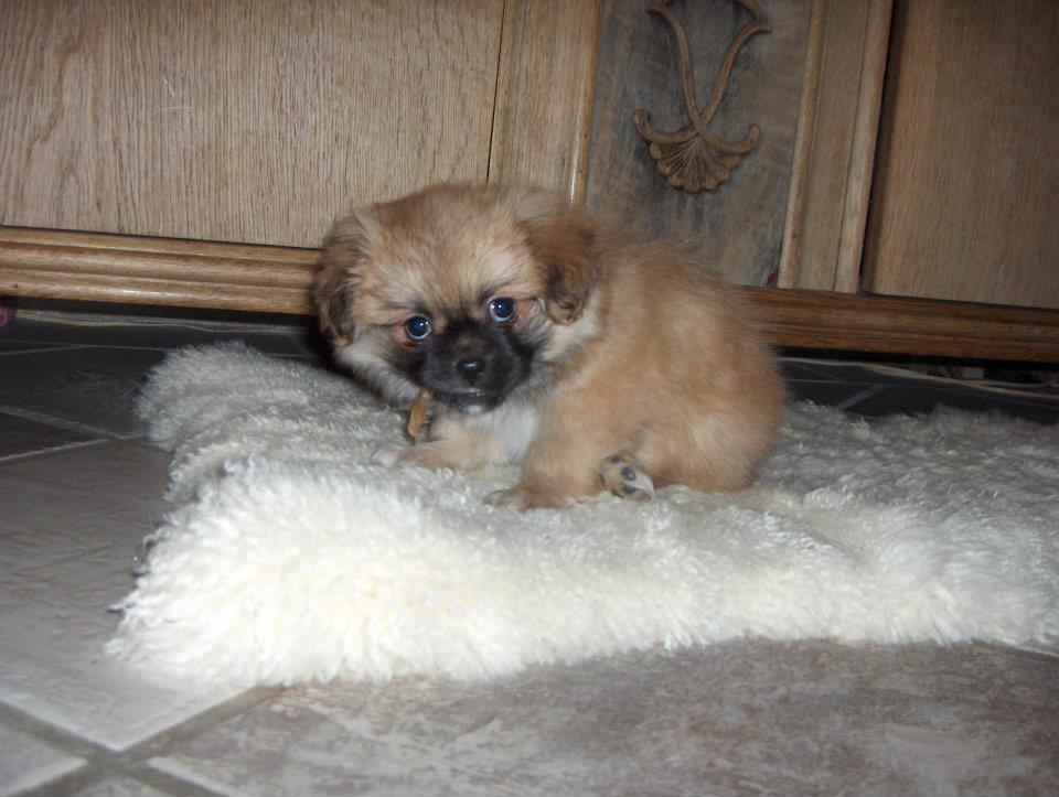 Tibetansk spaniel DK Tara af Elberget billede 3