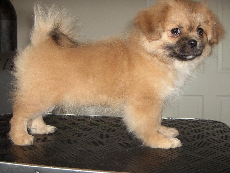 Tibetansk spaniel DK Tara af Elberget billede 4