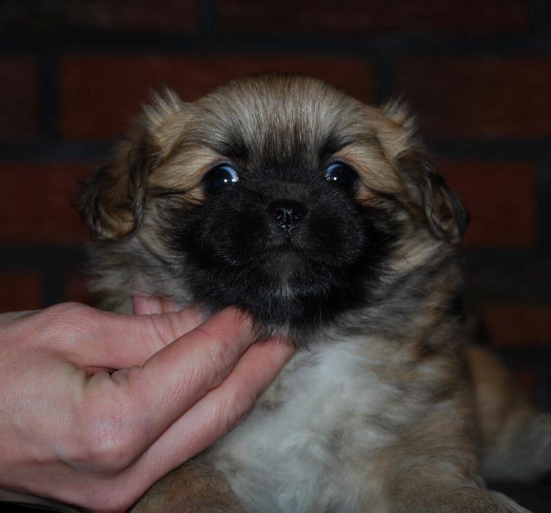 Tibetansk spaniel DK Tara af Elberget billede 5