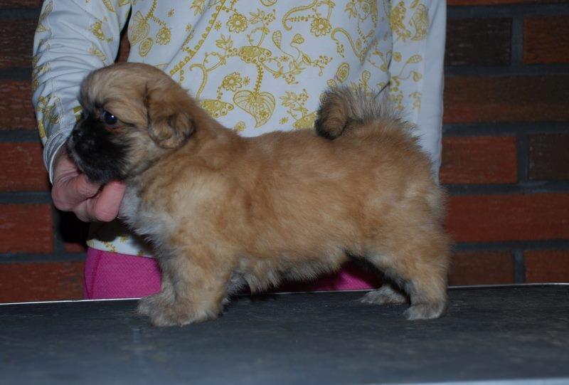 Tibetansk spaniel DK Tara af Elberget billede 6