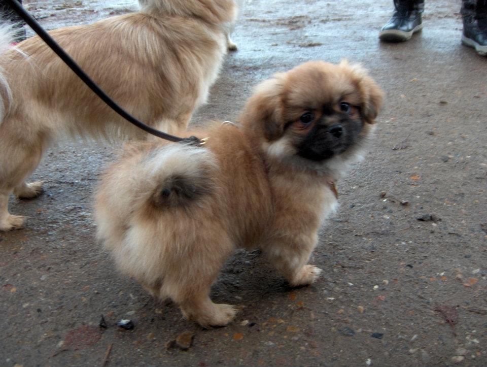 Tibetansk spaniel DK Tara af Elberget billede 7