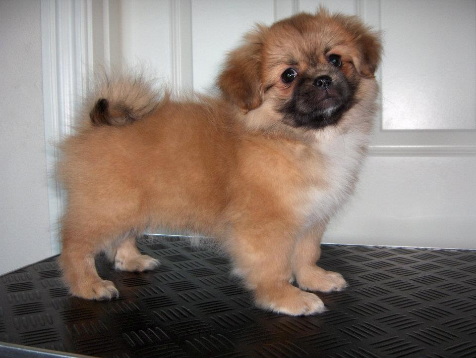 Tibetansk spaniel DK Tara af Elberget billede 8