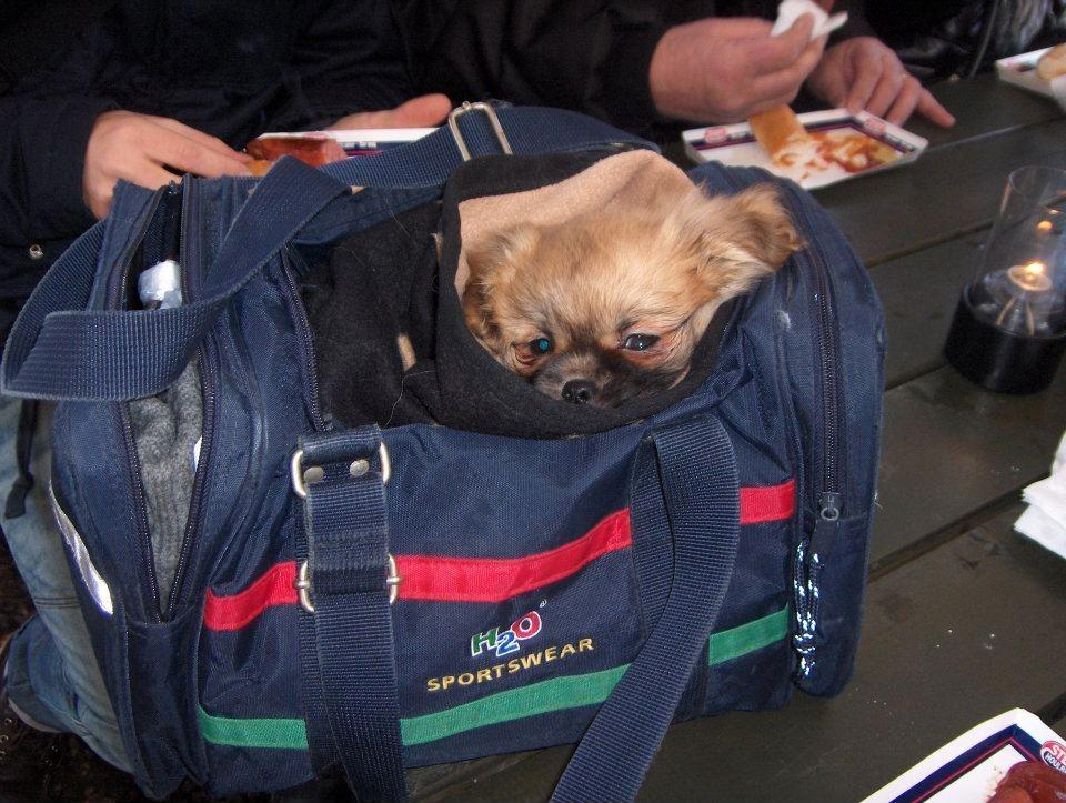 Tibetansk spaniel DK Tara af Elberget billede 9