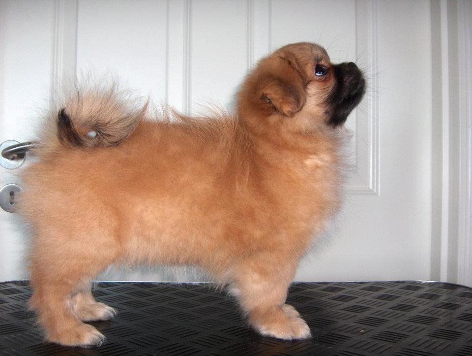 Tibetansk spaniel DK Tara af Elberget billede 10