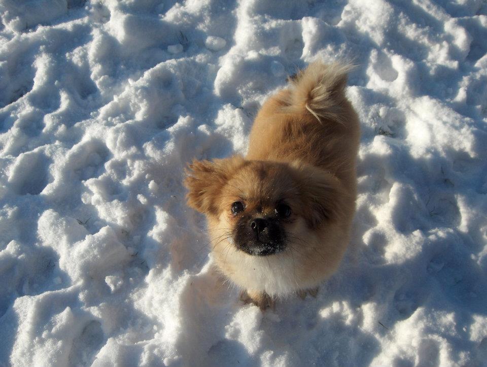 Tibetansk spaniel DK Tara af Elberget billede 11