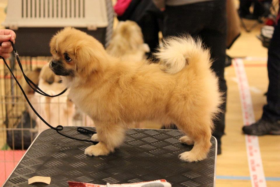 Tibetansk spaniel DK Tara af Elberget billede 12