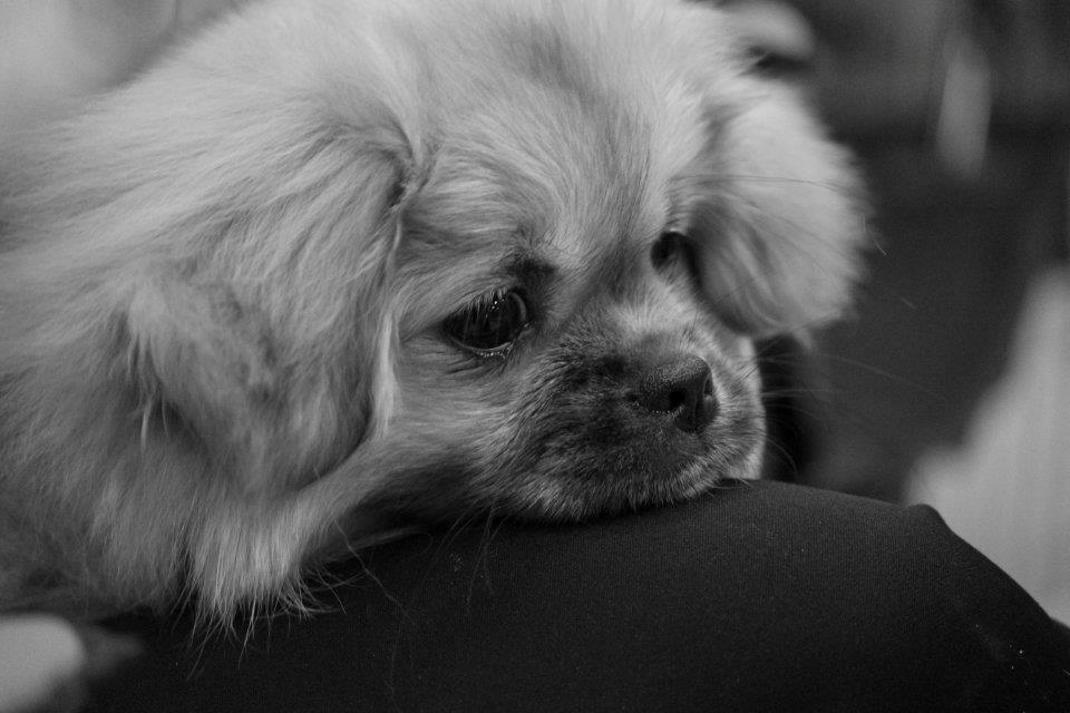 Tibetansk spaniel DK Tara af Elberget billede 13