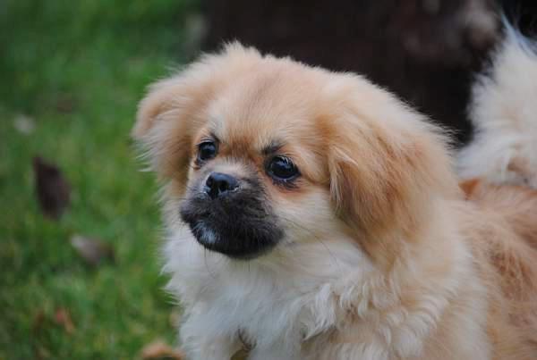 Tibetansk spaniel DK Tara af Elberget billede 14
