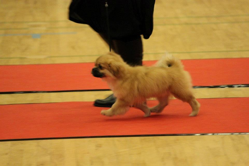 Tibetansk spaniel DK Tara af Elberget billede 15