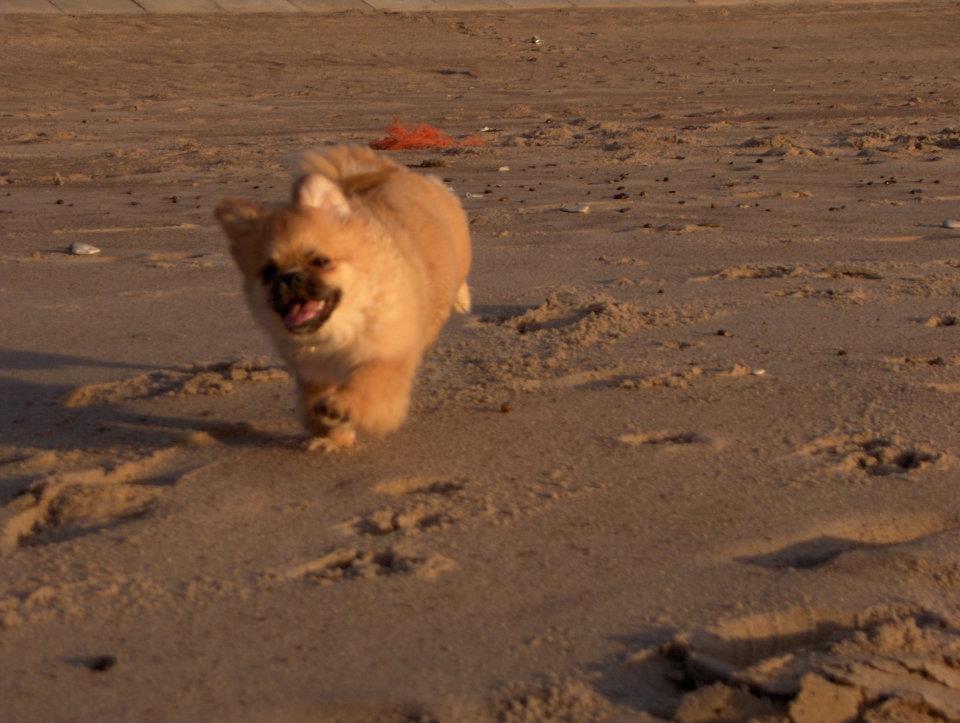Tibetansk spaniel DK Tara af Elberget billede 16