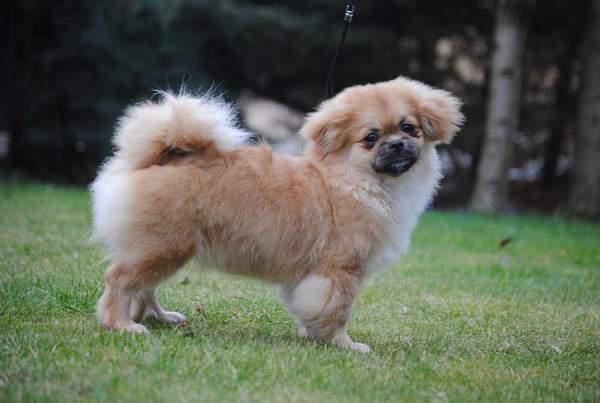 Tibetansk spaniel DK Tara af Elberget billede 17