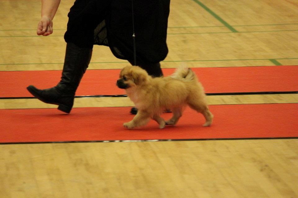 Tibetansk spaniel DK Tara af Elberget billede 18