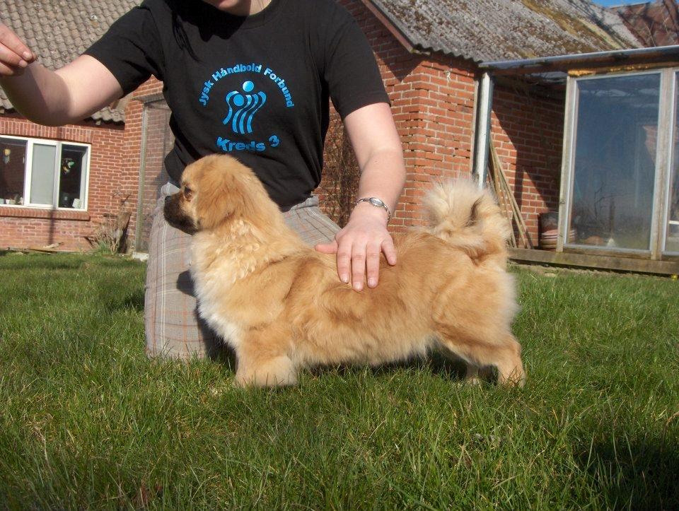 Tibetansk spaniel DK Tara af Elberget billede 19
