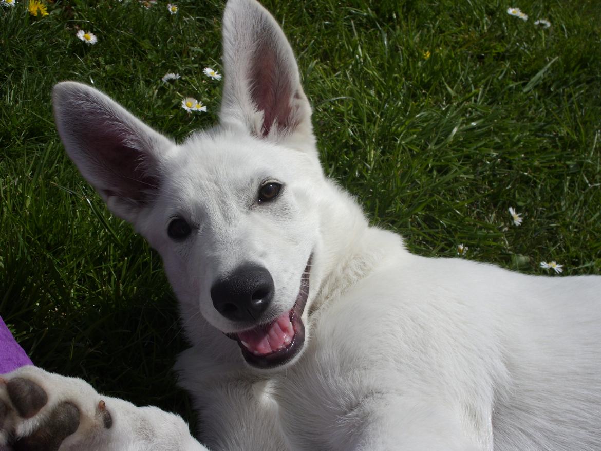 Hvid Schweizisk Hyrdehund Lucy - 7 maj 2012-- En glad Lucy ude på græsset.  billede 11