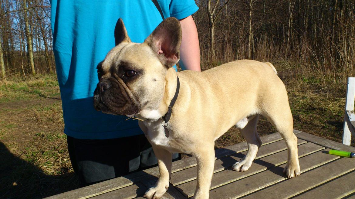 Fransk bulldog Leeroy (Lui Zelmenelis) - Vi øver i at posere billede 1