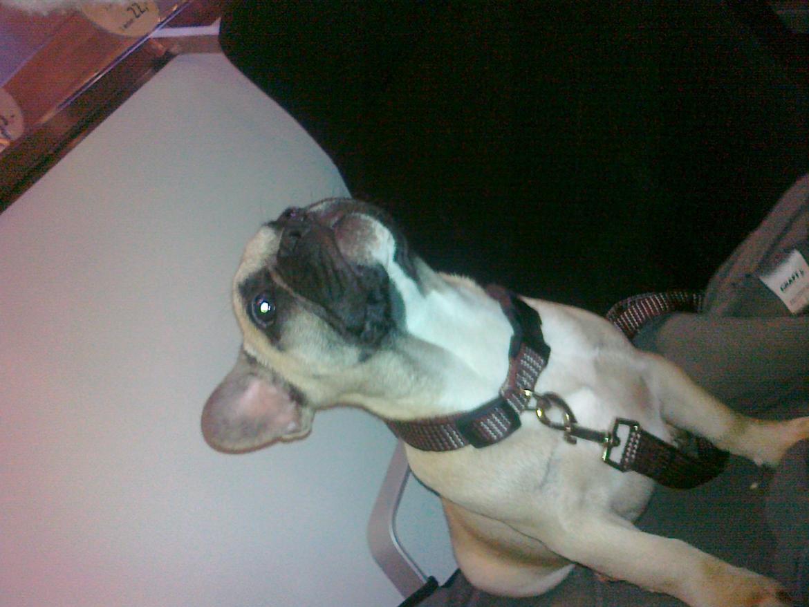 Fransk bulldog Leeroy (Lui Zelmenelis) - 4 mdr gammel på vej til mit nye hjem billede 2