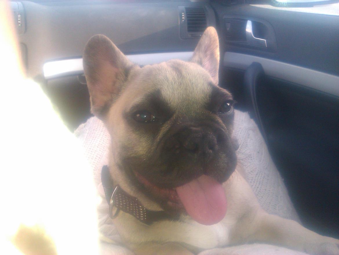 Fransk bulldog Leeroy (Lui Zelmenelis) - 4 mdr gammel på vej til mit nye hjem billede 3