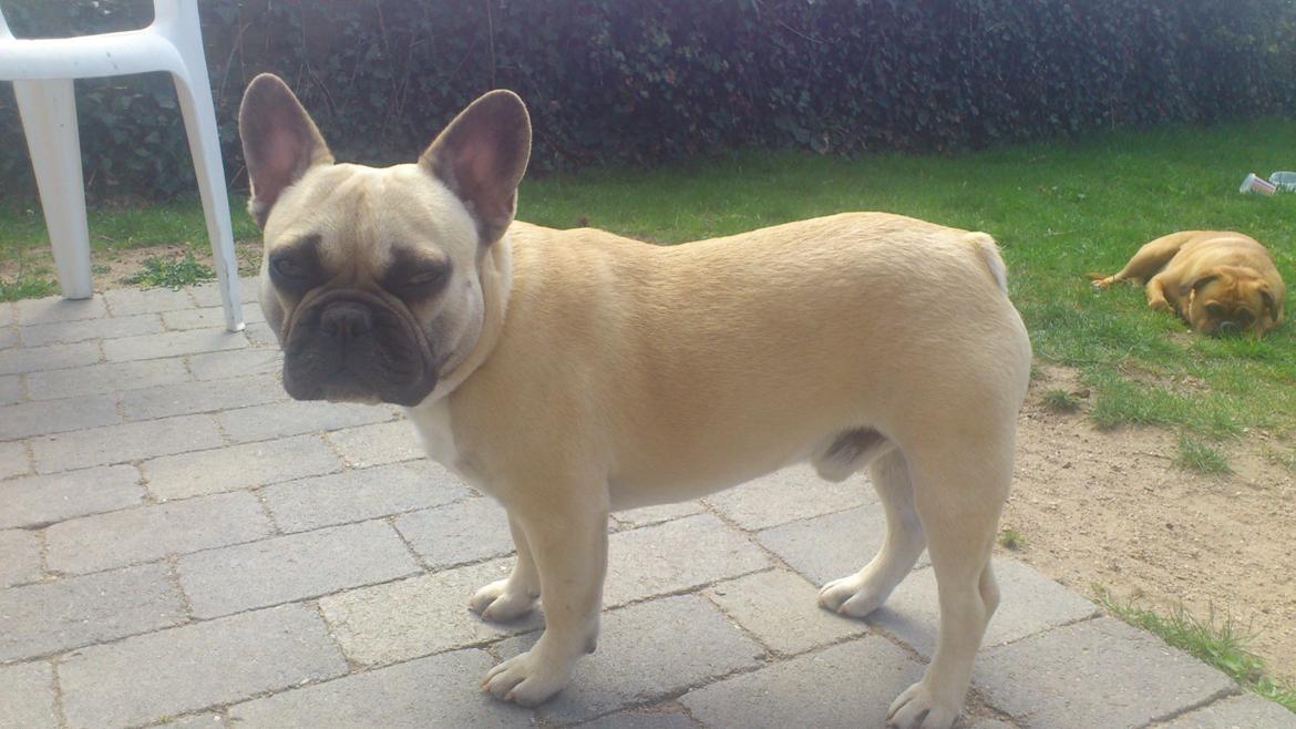 Fransk bulldog Leeroy (Lui Zelmenelis) - Lækkermåsen 1 år billede 4
