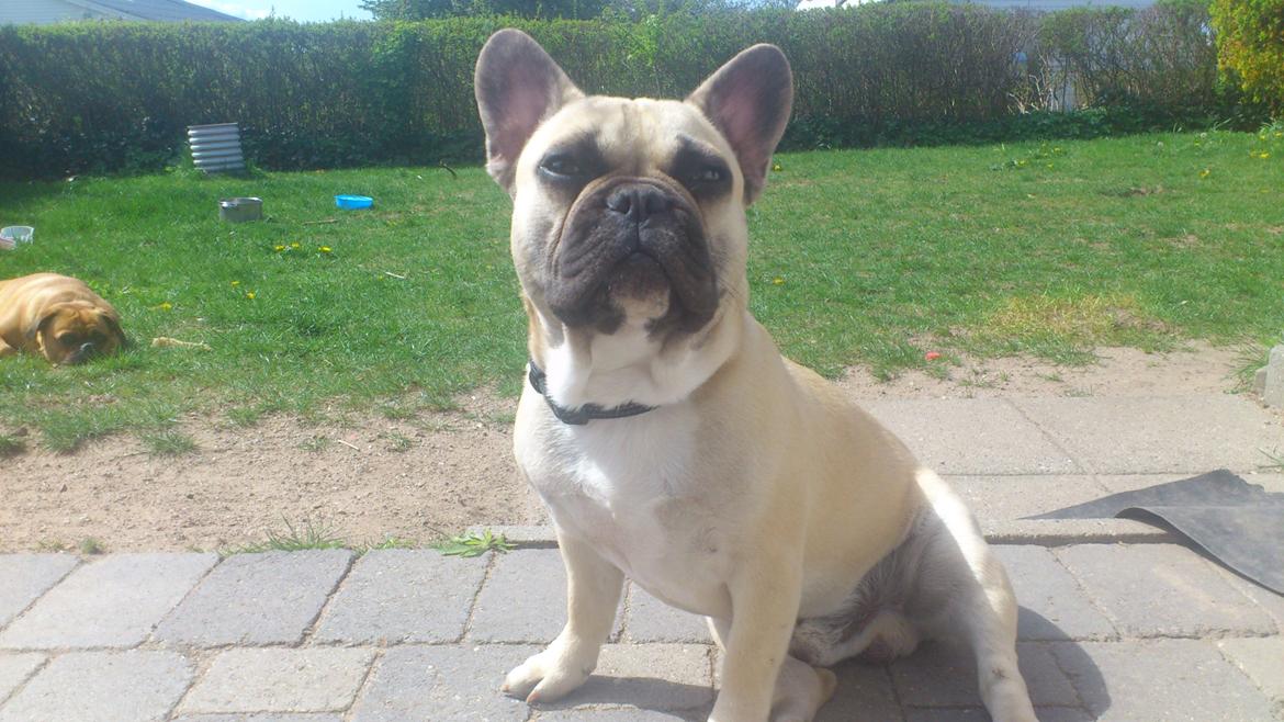 Fransk bulldog Leeroy (Lui Zelmenelis) - I'm the King of the world billede 5