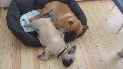 Fransk bulldog Leeroy (Lui Zelmenelis) - Som brødre vi dele. Det er jo nemt når man ikke har noget imod at ligge på gulvet billede 6