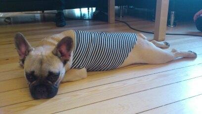 Fransk bulldog Leeroy (Lui Zelmenelis) - Jeg fik lov at prøve en fin bluse. Selvom jeg ser lidt flad ud er det kun fordi jeg er træt. Jeg har leget hele dagen billede 7