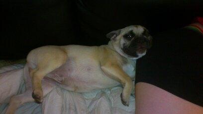 Fransk bulldog Leeroy (Lui Zelmenelis) - Babymave... lige til at nuse billede 8