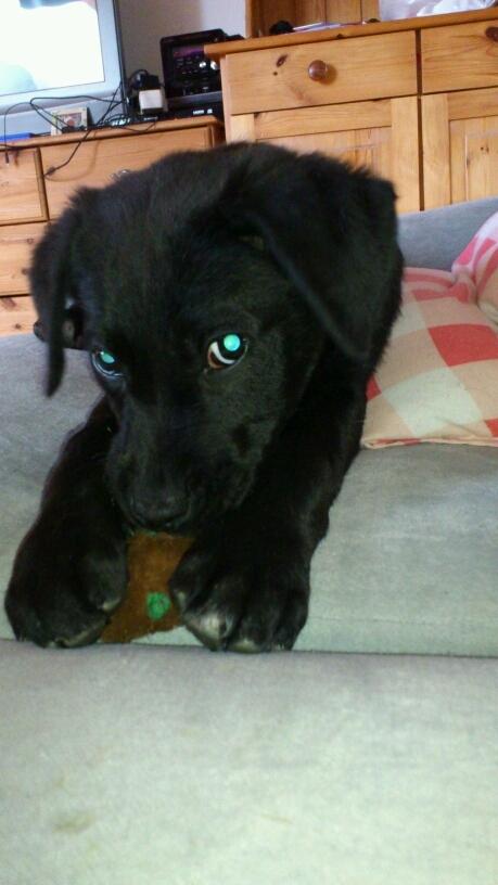 Blanding af racer Snowie - Slapper af med en dejlig bamse, efter en hård gåtur billede 13