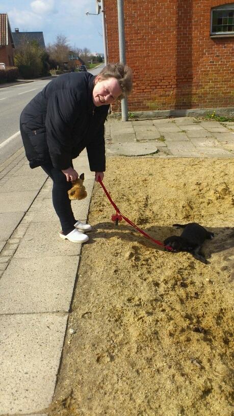 Blanding af racer Snowie - Jeg vil sove, ikke gå mere moar billede 14