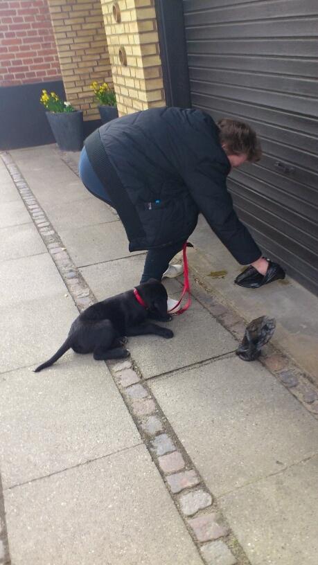 Blanding af racer Snowie - Nøj hvad skal du med den pose mor billede 15