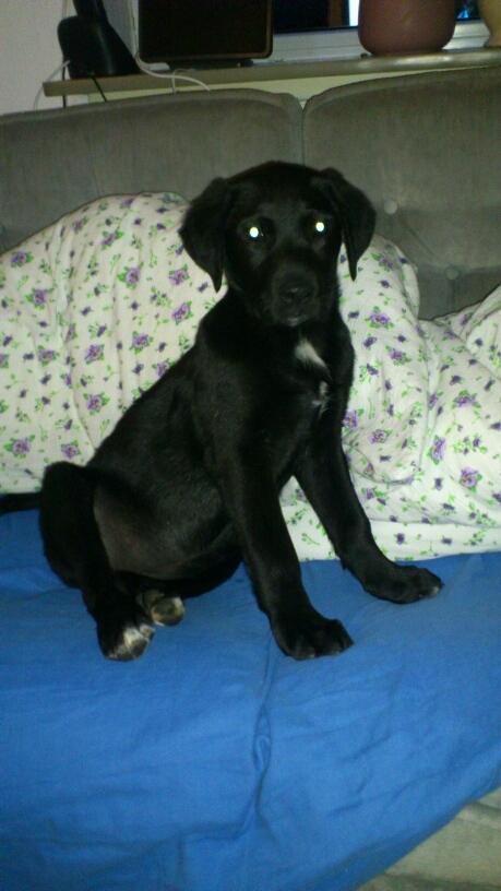 Blanding af racer Snowie - Slappe af i dynen billede 16