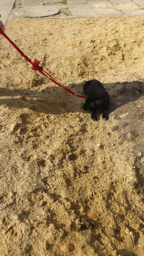 Blanding af racer Snowie - Så går jeg lidt billede 17