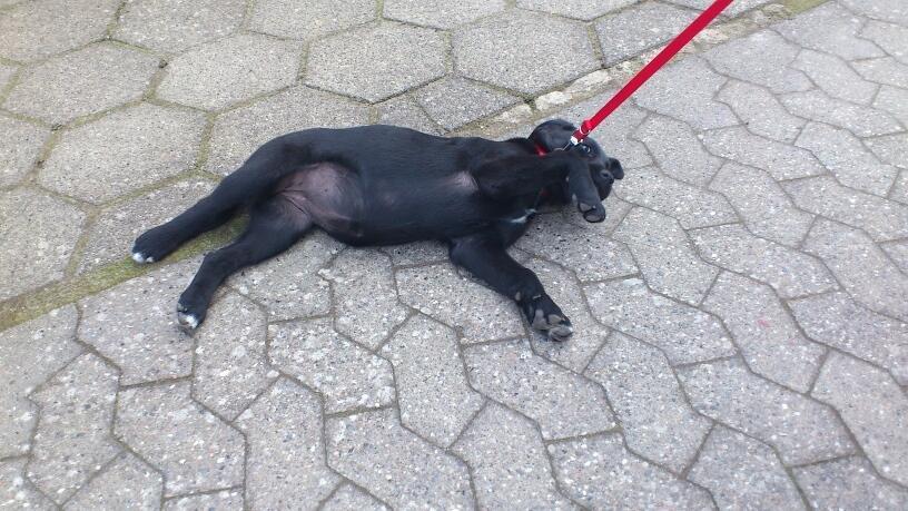 Blanding af racer Snowie - Snowie kunne ikke gå mere, gik omkuld i vores indkørsel. hun var bare så lille og havde snor på for første gang billede 18