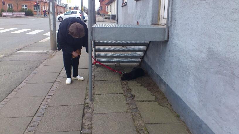 Blanding af racer Snowie - Jeg gemmer mig billede 19