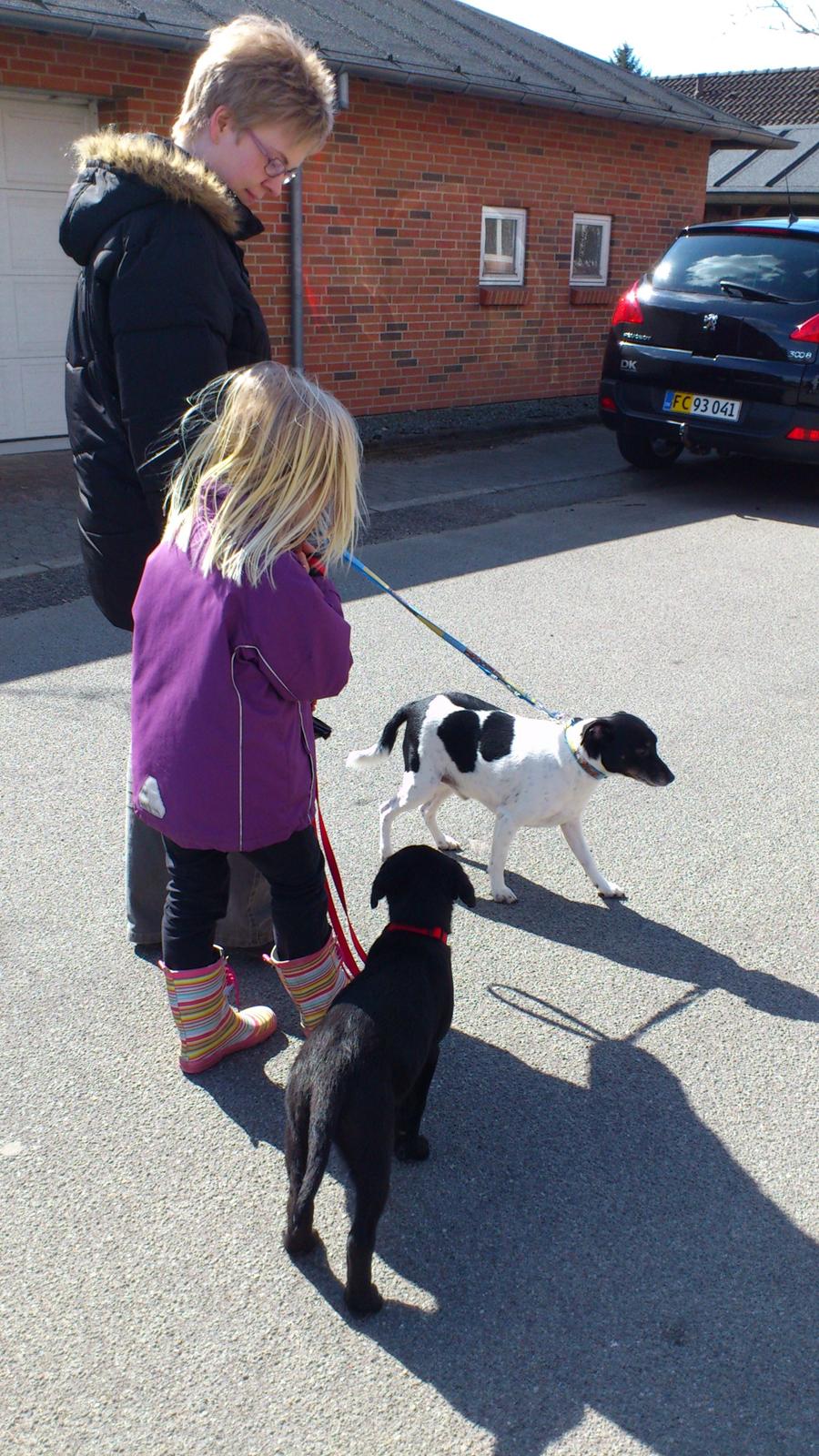 Blanding af racer Snowie - Min første gåtur med min nye familie, lille Maja og Nico vovsen. min mor syntes jeg var så dygtig til at gå i snor billede 20