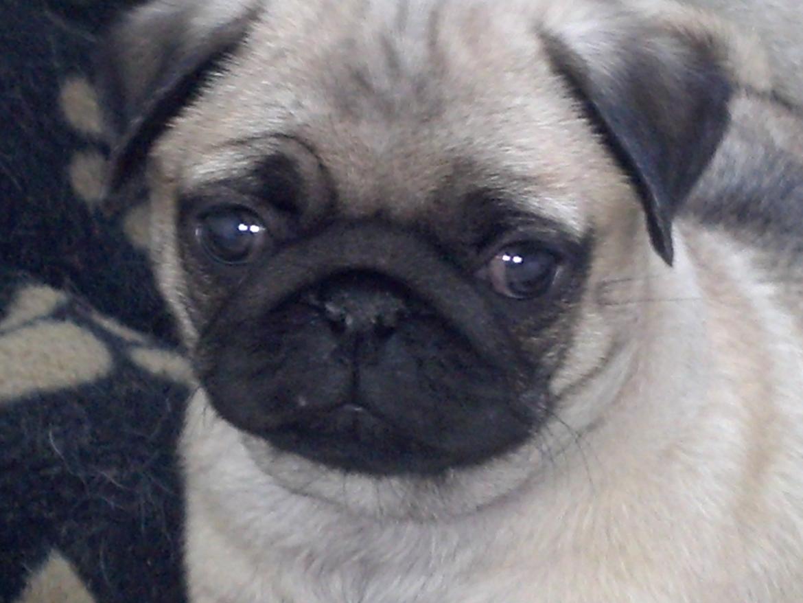 Mops Chanel billede 1