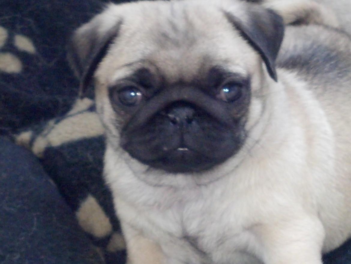 Mops Chanel billede 2