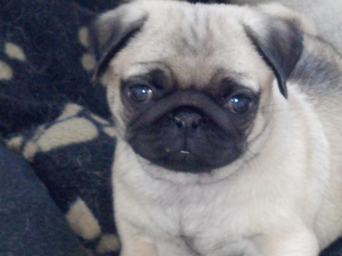 Mops Chanel billede 3