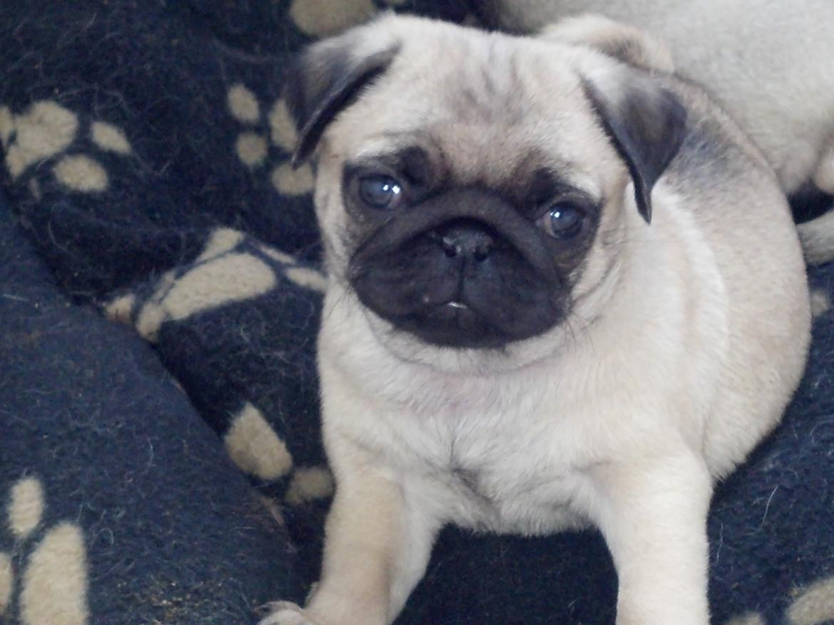 Mops Chanel billede 4