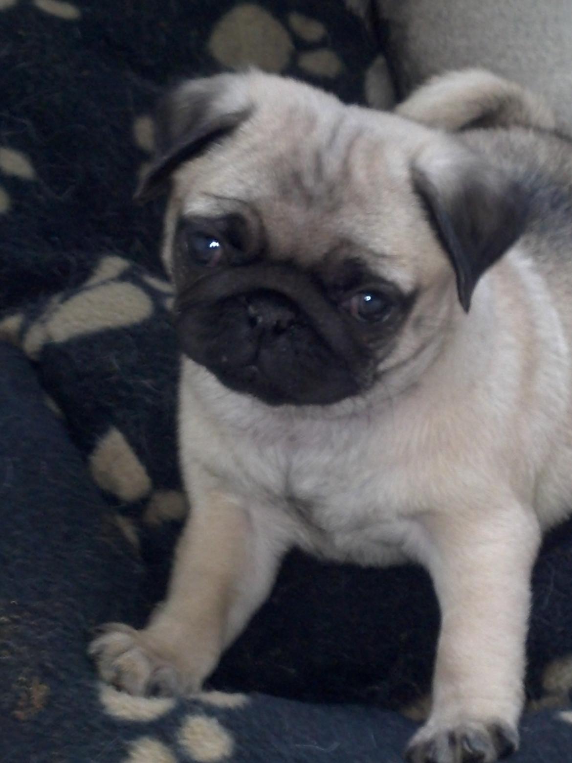 Mops Chanel billede 5