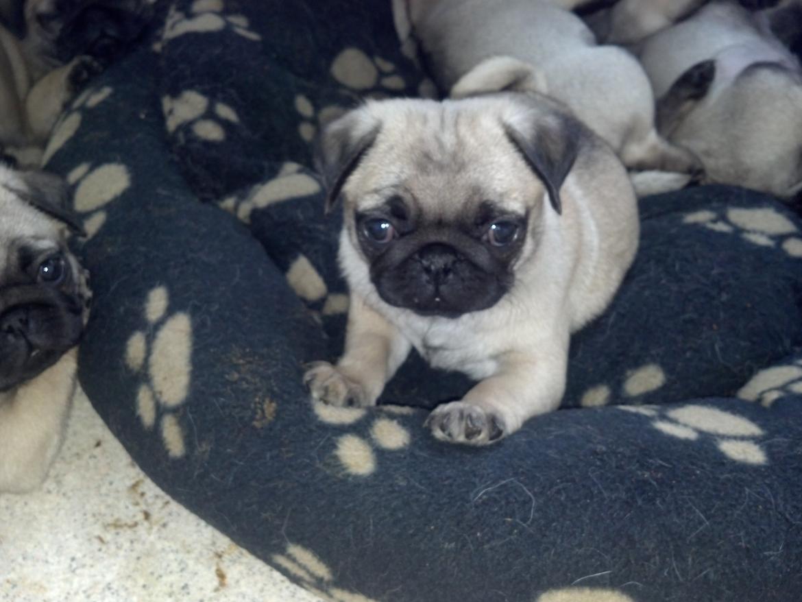 Mops Chanel billede 6