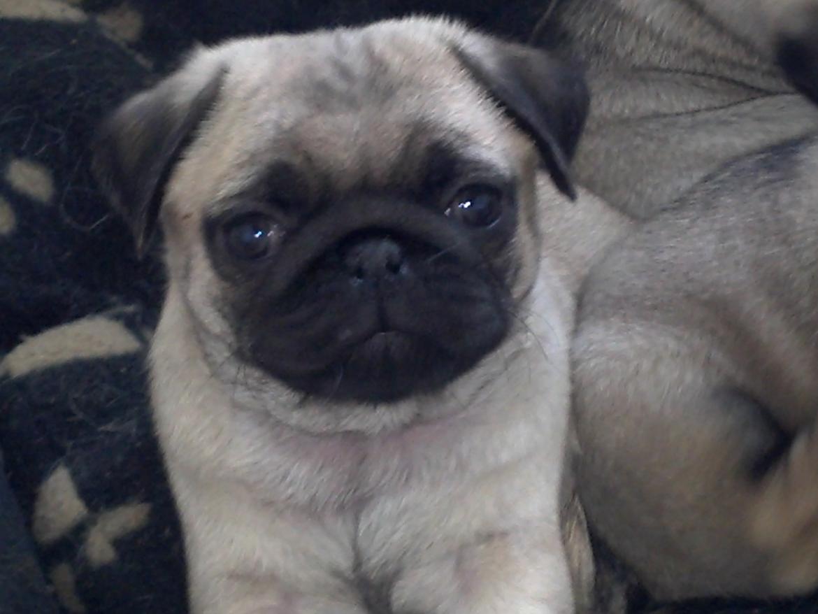 Mops Chanel billede 7