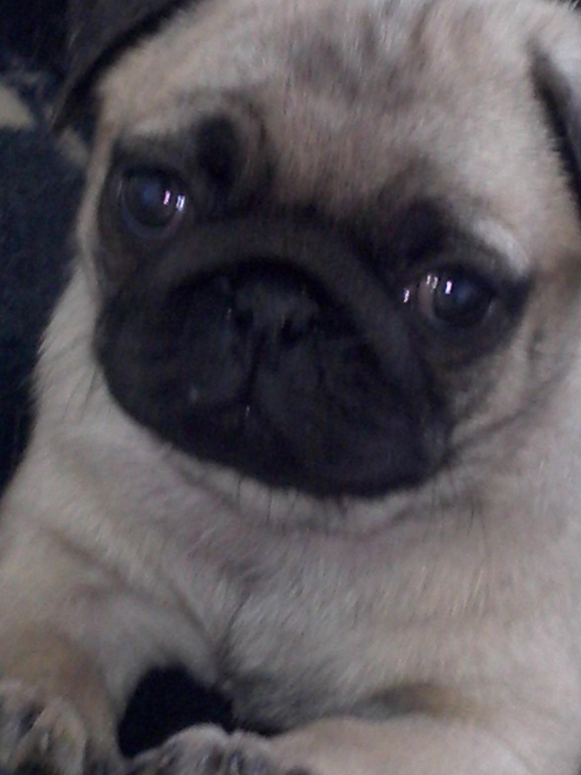 Mops Chanel billede 8